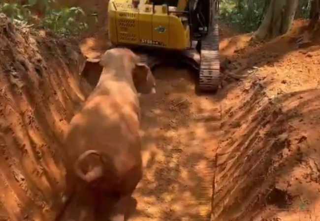 Watch: Tusker rescued from 20-foot well in Sullia after 16-hour operation